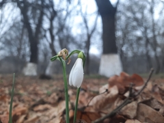 Galanthus alpinus