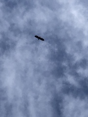 Haliaeetus albicilla