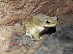 Duttaphrynus dhufarensis