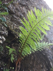 Dryopteris affinis