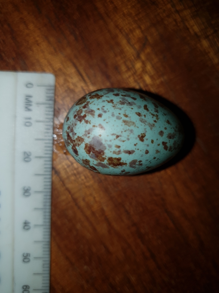 Karoo Thrush