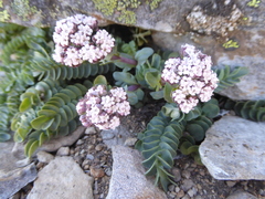 Valeriana philippiana
