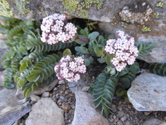 Valeriana philippiana