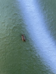 Drepanepteryx algida