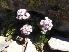 Valeriana philippiana