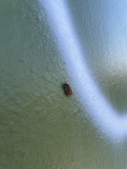 Drepanepteryx algida