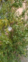 Myrtus communis