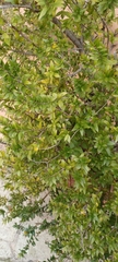 Myrtus communis