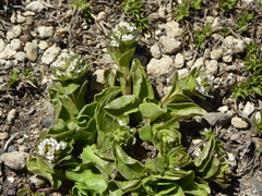 Valeriana boelckei