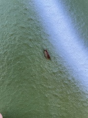 Drepanepteryx algida