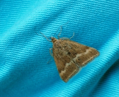 Pyrausta aerealis