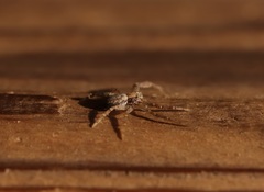 Philodromus subaureolus