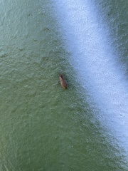 Drepanepteryx algida