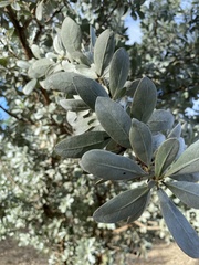 Conocarpus erectus sericeus