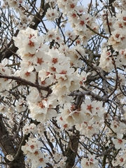 Prunus amygdalus