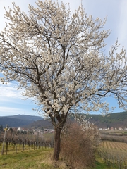 Prunus amygdalus