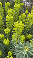 Euphorbia characias