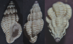 Cyrillia linearis