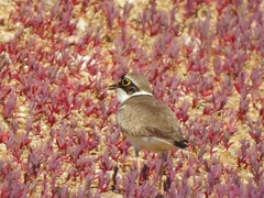 Charadrius dubius