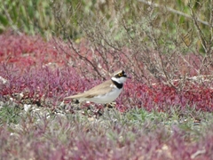 Charadrius dubius