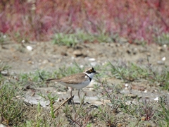 Charadrius dubius