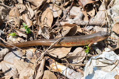 Plestiodon chinensis