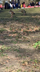 Alopochen aegyptiaca