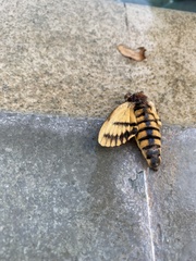 Acherontia styx