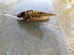 Acherontia styx