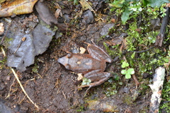 Pristimantis thectopternus
