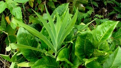 Iris domestica