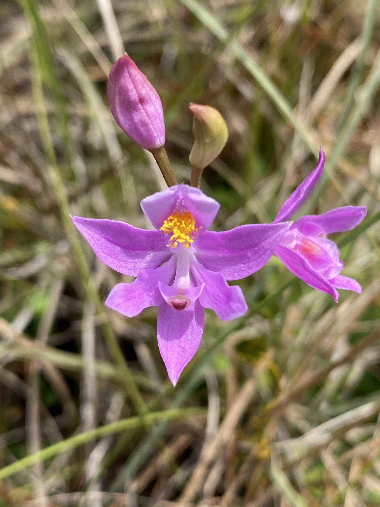 Bearded Grasspink (Calopogon barbatus) · iNaturalist