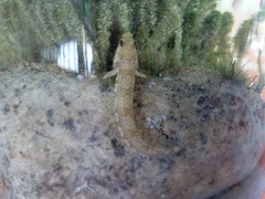 Microlipophrys dalmatinus