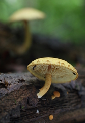 Pleuroflammula tuberculosa