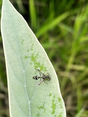 Protopolybia exigua