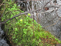 Chrysosplenium serreanum