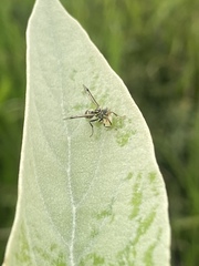 Protopolybia exigua