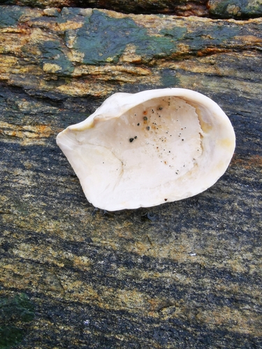 Truncate Softshell Clam