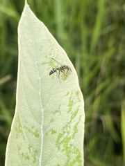 Protopolybia exigua