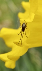 Tetragnathidae
