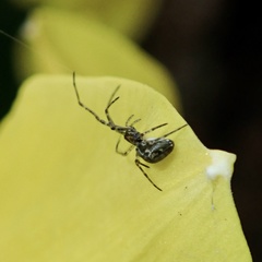 Tetragnathidae