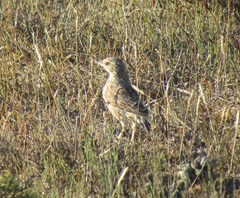 Mirafra apiata marjoriae