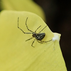 Tetragnathidae