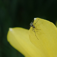 Tetragnathidae