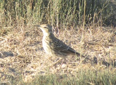 Certhilauda curvirostris brevirostris