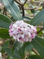 Daphne odora