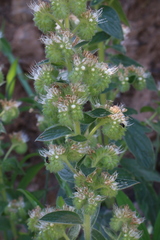 Phacelia heterophylla