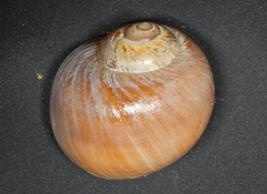 Euspira catena