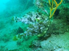 Pseudomonacanthus macrurus