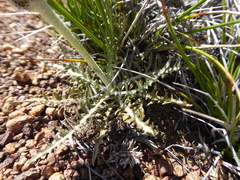 Hypochaeris incana
